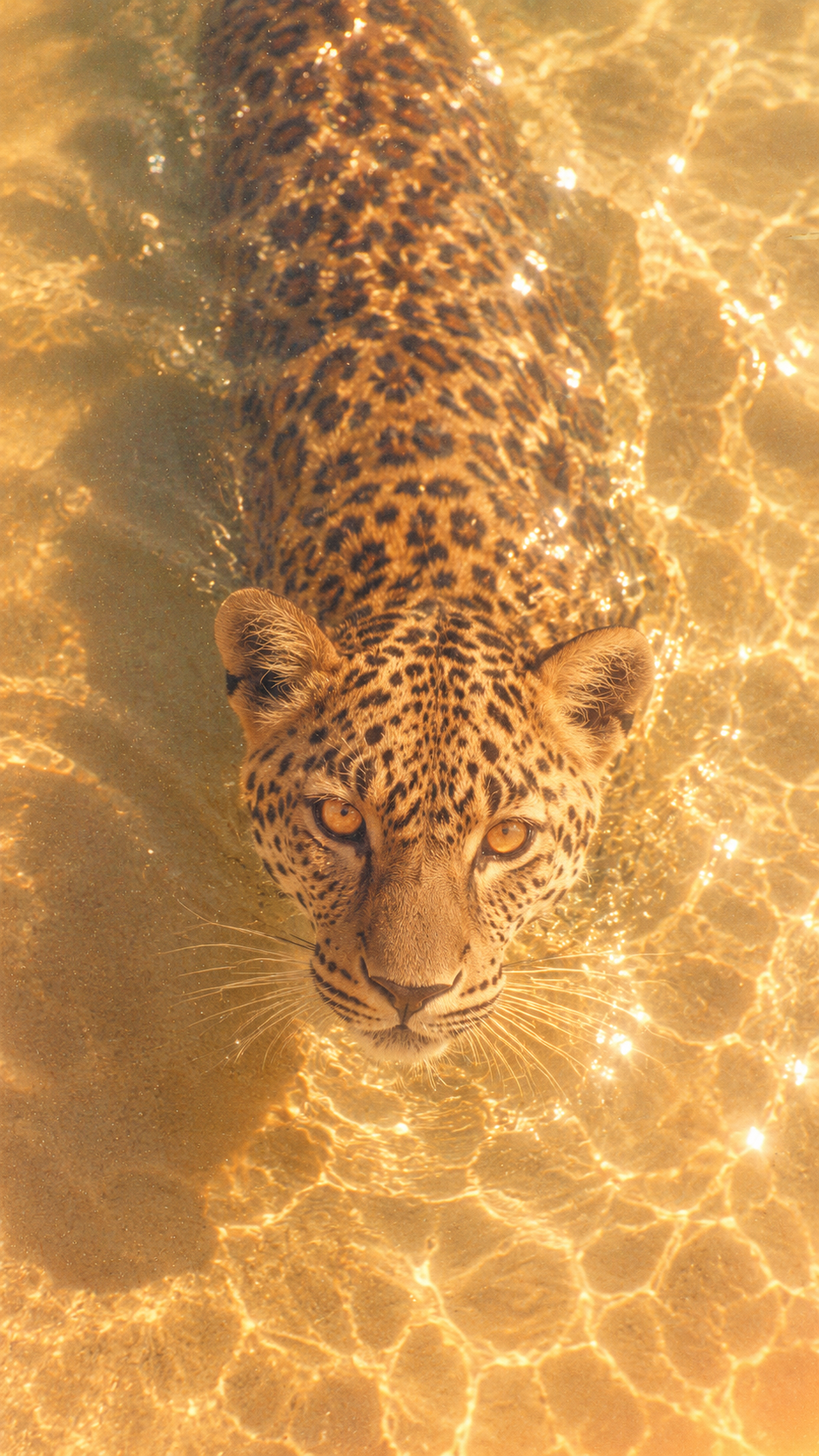 A leopard moving through clear, sunlit golden water.